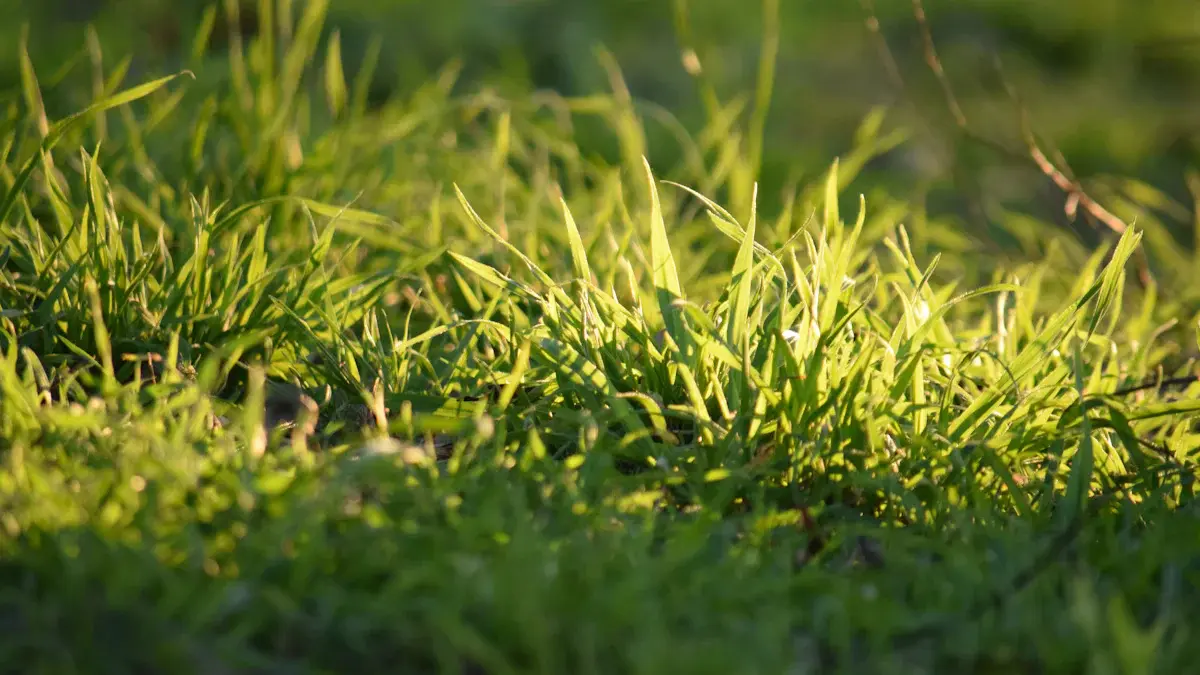 Essential Lawn Watering Tips for a Greener Yard